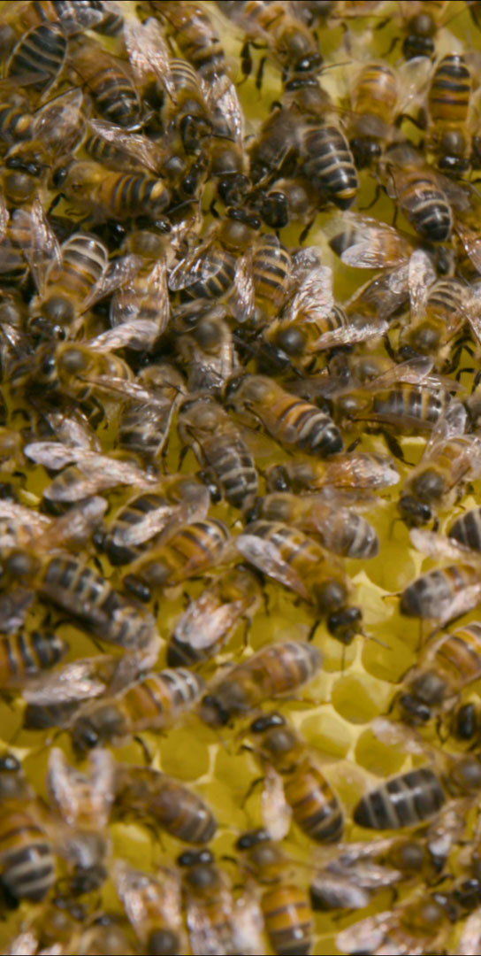 enp-media-ngos-worldbeeproject-03